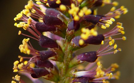 Amorpha_fruticosa_flowers.jpg