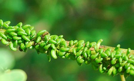 Amorpha_fruticosa_fruits.jpg