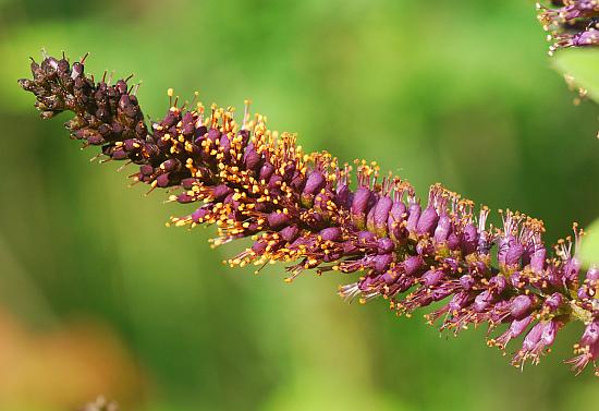 Amorpha_fruticosa_inflorescence.jpg