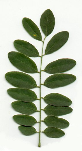 Amorpha_fruticosa_leaf.jpg