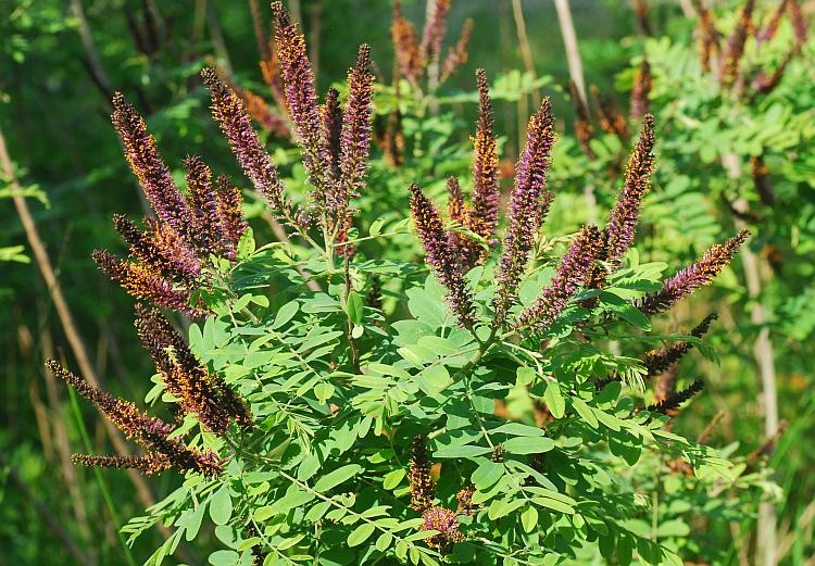 Amorpha_fruticosa_plant2.jpg