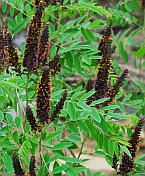 Amorpha fruticosa thumbnail