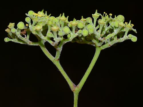 Ampelopsis_arborea_inflorescence2.jpg