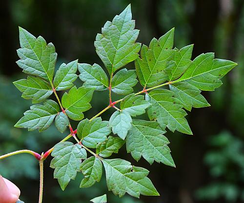 Ampelopsis_arborea_leaf1.jpg