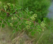 Ampelopsis arborea thumbnail