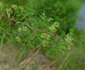 Ampelopsis arborea thumbnail