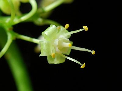 Ampelopsis_cordata_flower.jpg