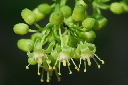 Ampelopsis_cordata_flowers2.jpg