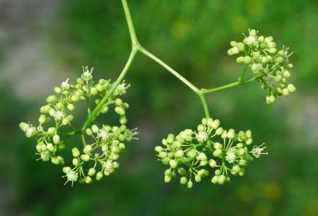 Ampelopsis_cordata_inflorescence.jpg