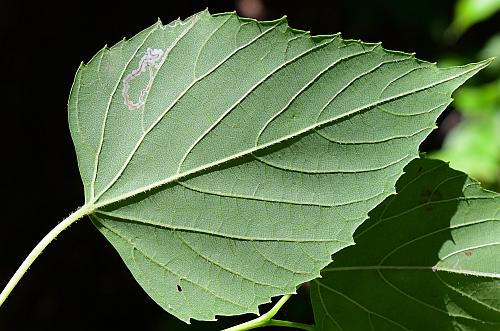 Ampelopsis_cordata_leaf2.jpg