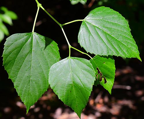 Ampelopsis_cordata_leaves1.jpg