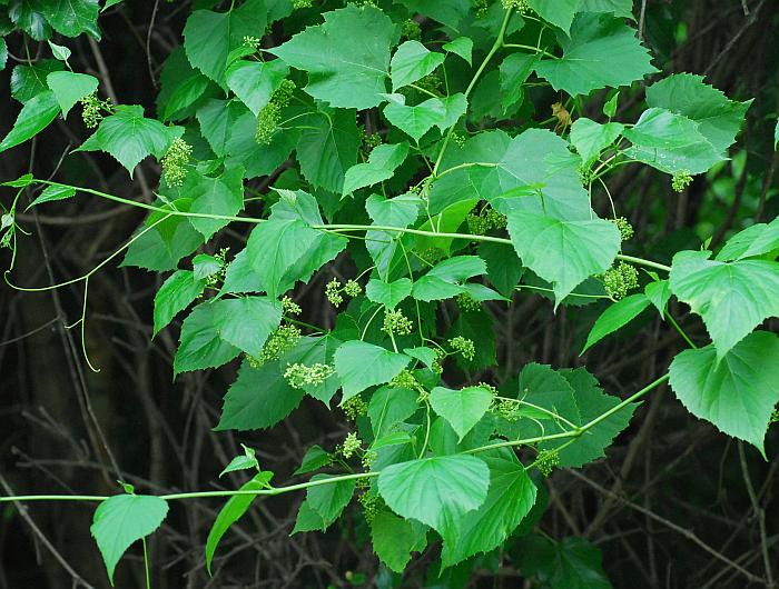 Ampelopsis_cordata_plant.jpg