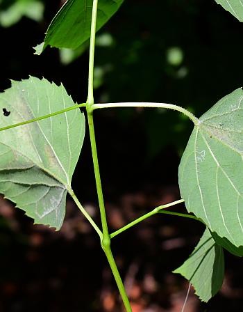 Ampelopsis_cordata_stem.jpg