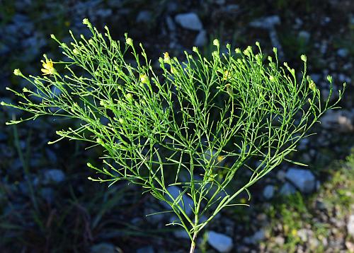 Amphiachyris_dracunculoides_habit.jpg