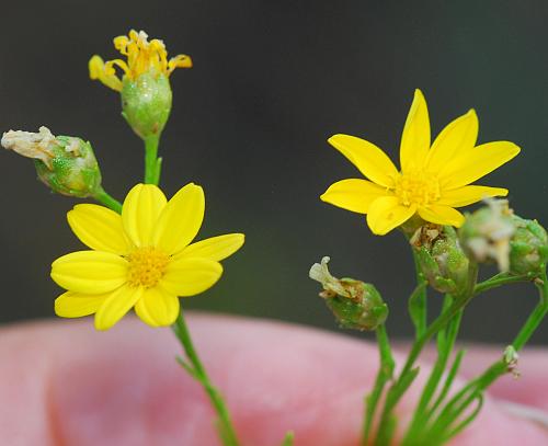 Amphiachyris_dracunculoides_heads.jpg