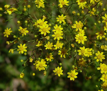 Amphiachyris_dracunculoides_inflorescence.jpg