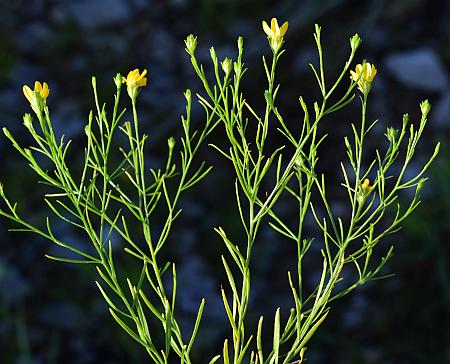 Amphiachyris_dracunculoides_inflorescence2.jpg