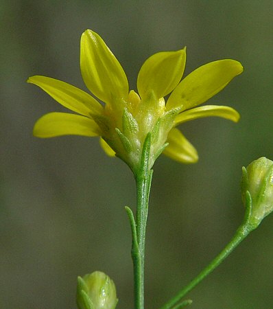 Amphiachyris_dracunculoides_involucre.jpg