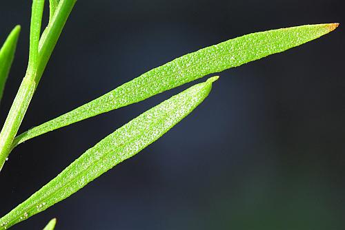 Amphiachyris_dracunculoides_leaf1.jpg