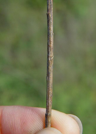 Amphiachyris_dracunculoides_lower_stem.jpg