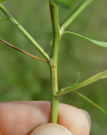 Amphiachyris_dracunculoides_upper_stem.jpg