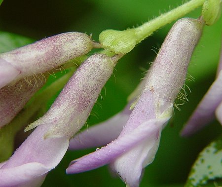 Amphicarpaea_bracteata_calyx.jpg