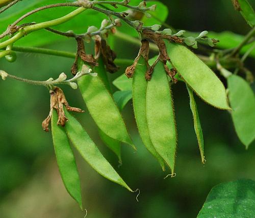 Amphicarpaea_bracteata_fruits.jpg