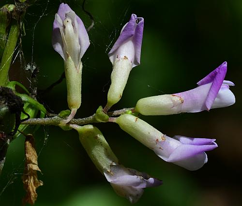 Amphicarpaea_bracteata_inflorescence.jpg