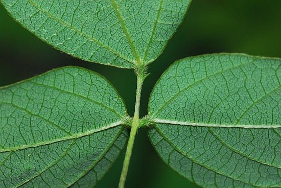 Amphicarpaea_bracteata_leaf2.jpg