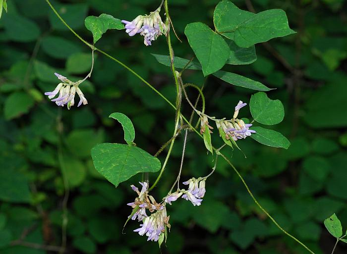 Amphicarpaea_bracteata_plant2.jpg