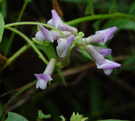 Amphicarpaea_bracteata_purple_flowers.jpg