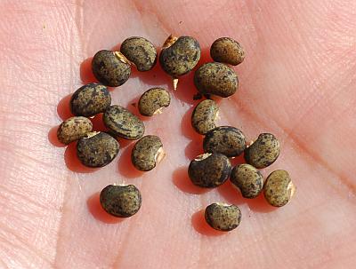 Amphicarpaea_bracteata_seeds.jpg