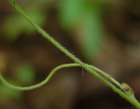 Amphicarpaea_bracteata_stem.jpg