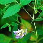 Amphicarpaea bracteata thumbnail