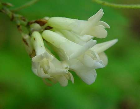 Amphicarpaea_bracteata_white_flowers.jpg