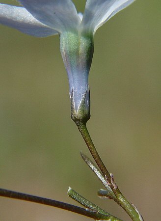 Amsonia_ciliata_calyx.jpg