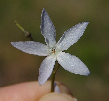 Amsonia_ciliata_flower.jpg