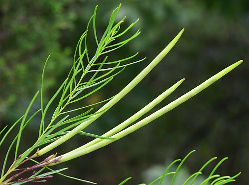 Amsonia_ciliata_fruits.jpg