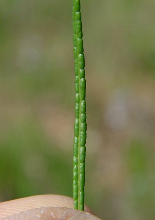 Amsonia_ciliata_leaf1.jpg