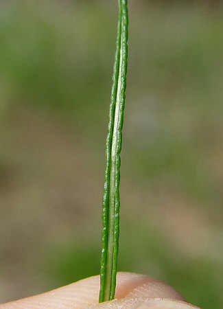 Amsonia_ciliata_leaf2.jpg