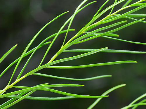 Amsonia_ciliata_leaves.jpg