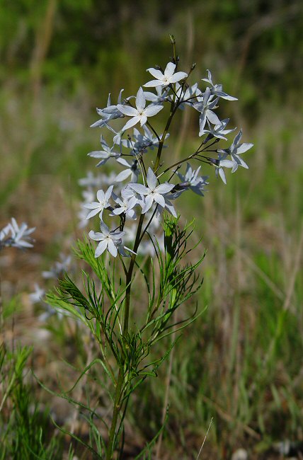 Amsonia_ciliata_plant.jpg