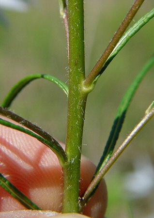 Amsonia_ciliata_stem.jpg