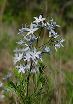 Amsonia ciliata thumbnail