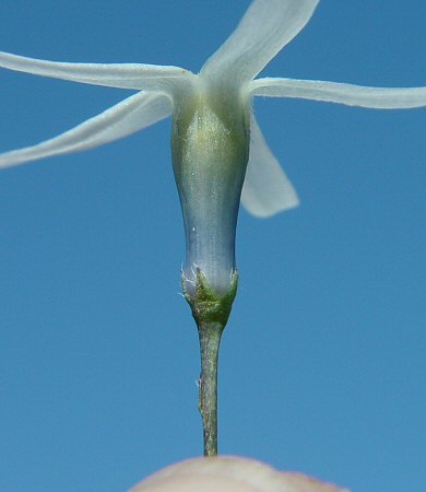 Amsonia_illustris_calyx.jpg