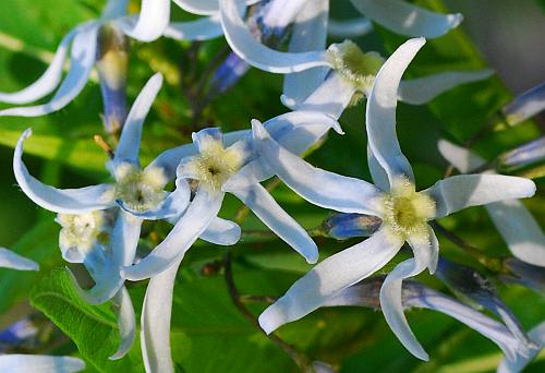 Amsonia_illustris_flowers.jpg