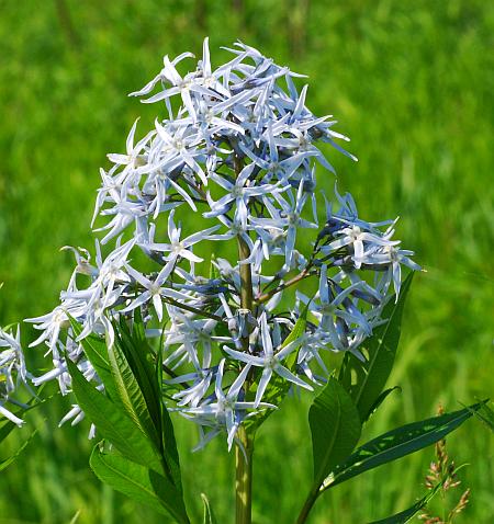 Amsonia_illustris_inflorescence.jpg