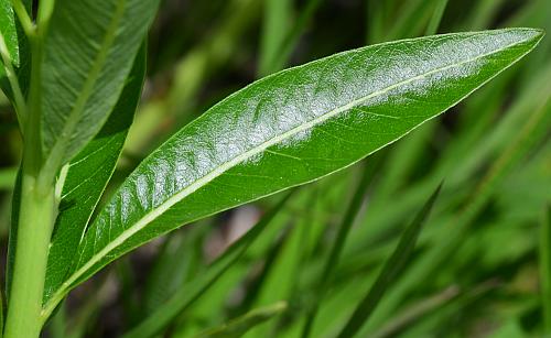 Amsonia_illustris_leaf1.jpg