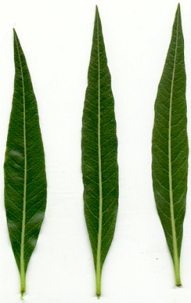 Amsonia_illustris_leaves.jpg