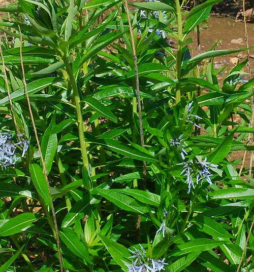 Amsonia_illustris_leaves2.jpg